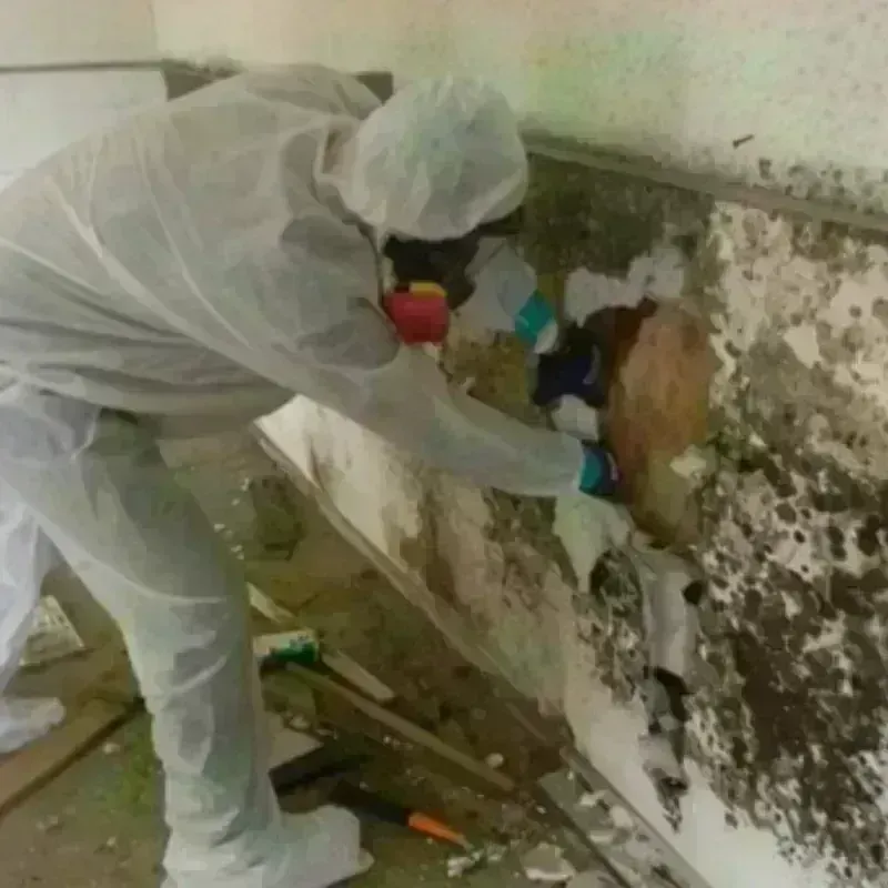 Best Mold Remediation and Removal Service in San Anselmo, CA